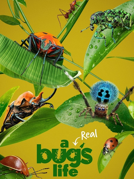مشاهدة مسلسل A Real Bug’s Life الموسم الاول الحلقة 5 مترجمة